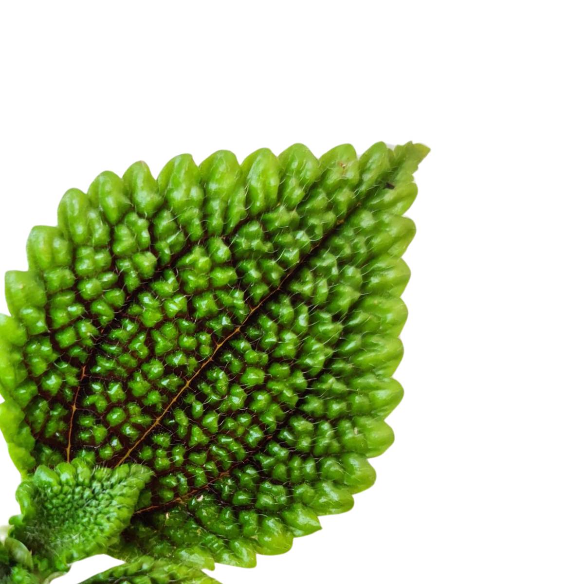 Pilea mollis 'Moon Valley'