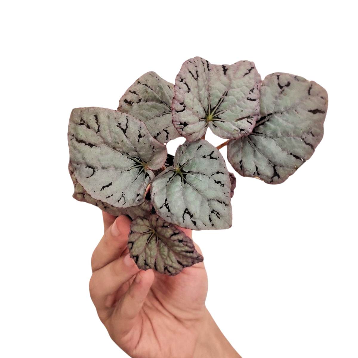 Begonia Chayo / Begonia Grey Ghost