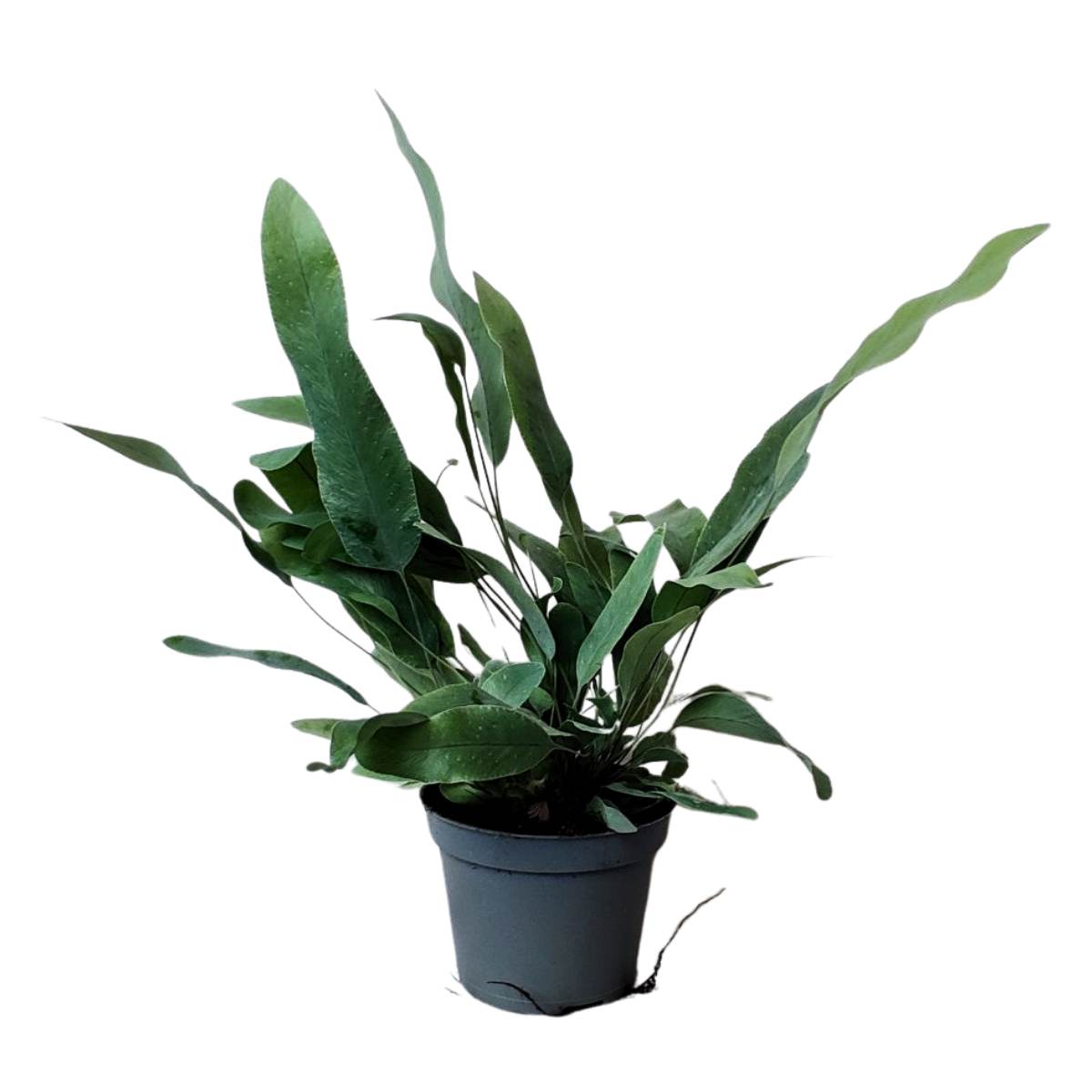 Helecho Blue Start / Phlebodium aureum 'Blue Star'
