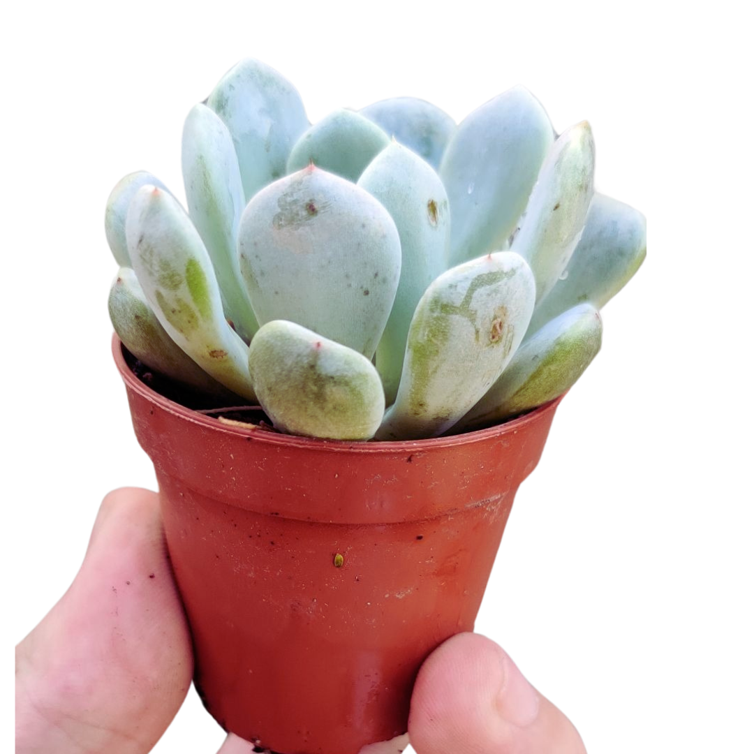 Echeveria orion
