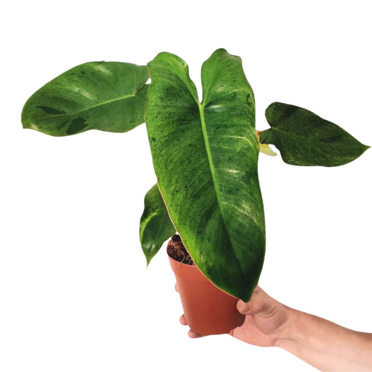 Philodendron Paraiso Verde Rare