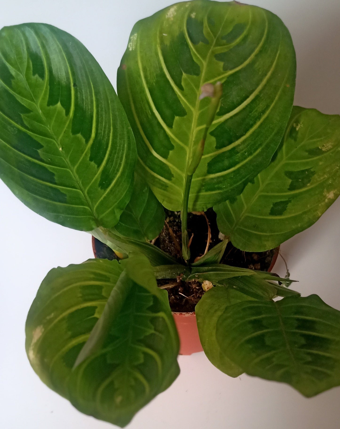 Maranta Leuconera Lemon Lime