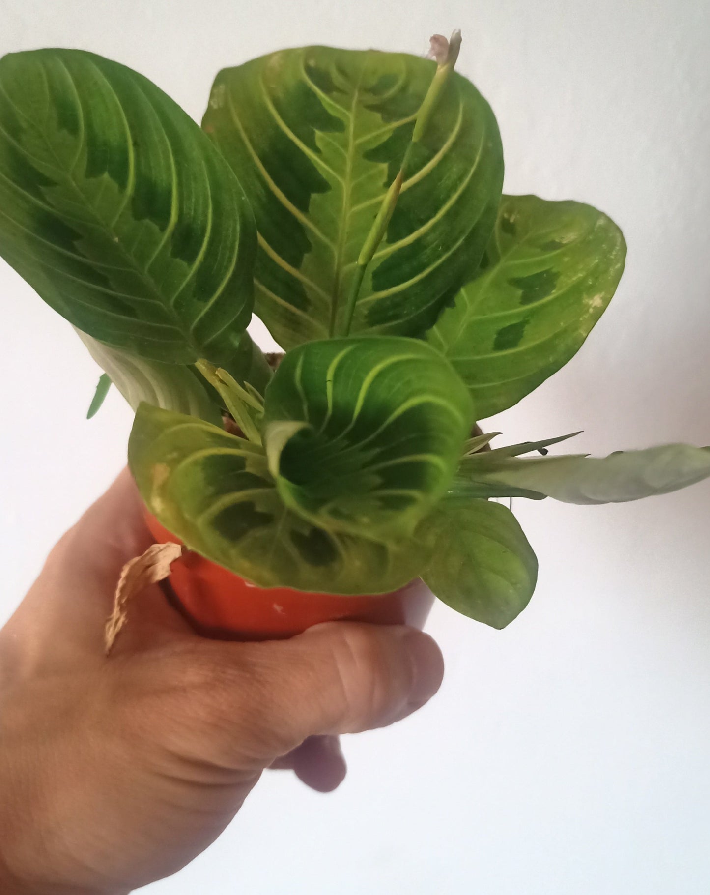 Maranta Leuconera Lemon Lime