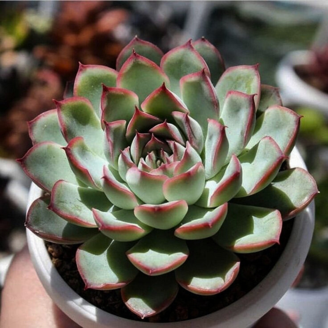 Echeveria de pulido