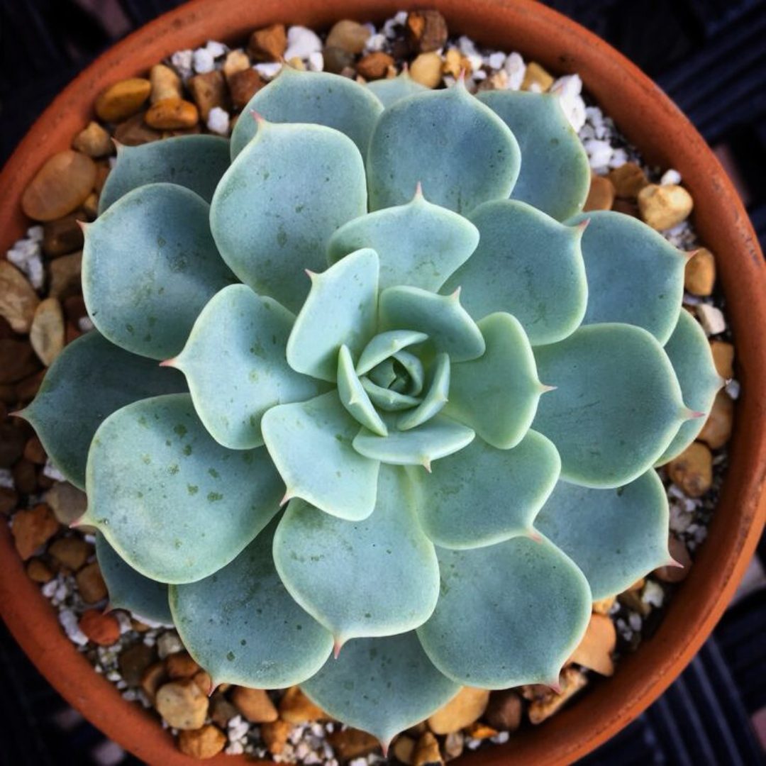 Echeveria orion
