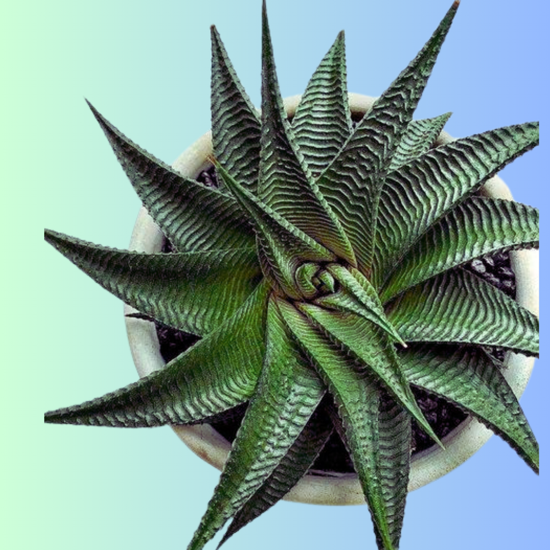Haworthia Limifolia