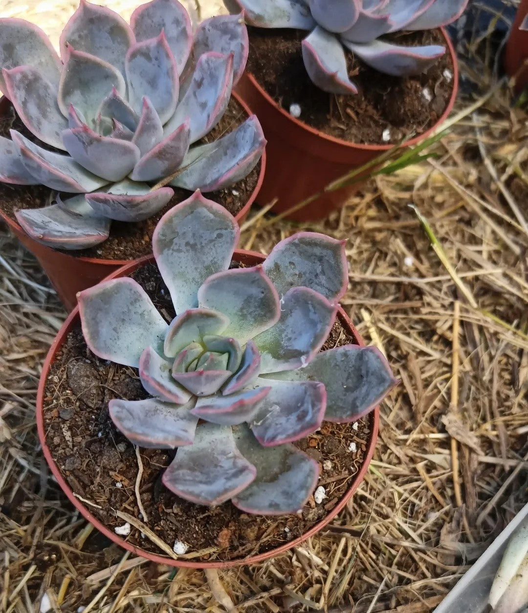 Echeveria orion