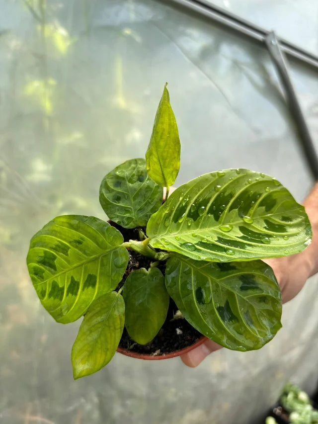 Maranta Leuconera Lemon Lime