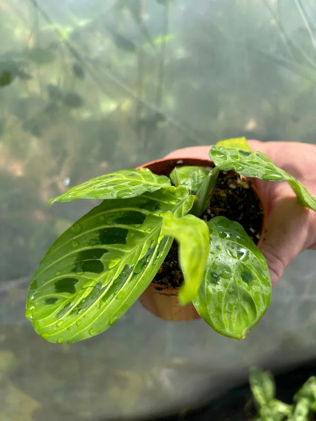 Maranta Leuconera Lemon Lime