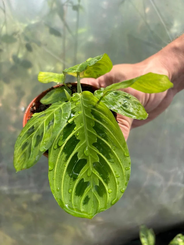 Maranta Leuconera Lemon Lime