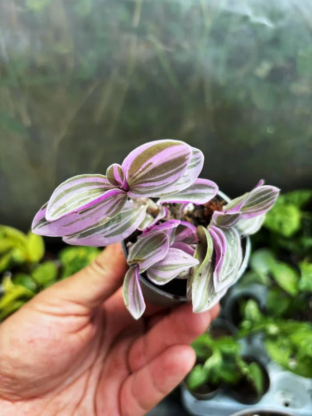 wandering jew nanouk lilac
