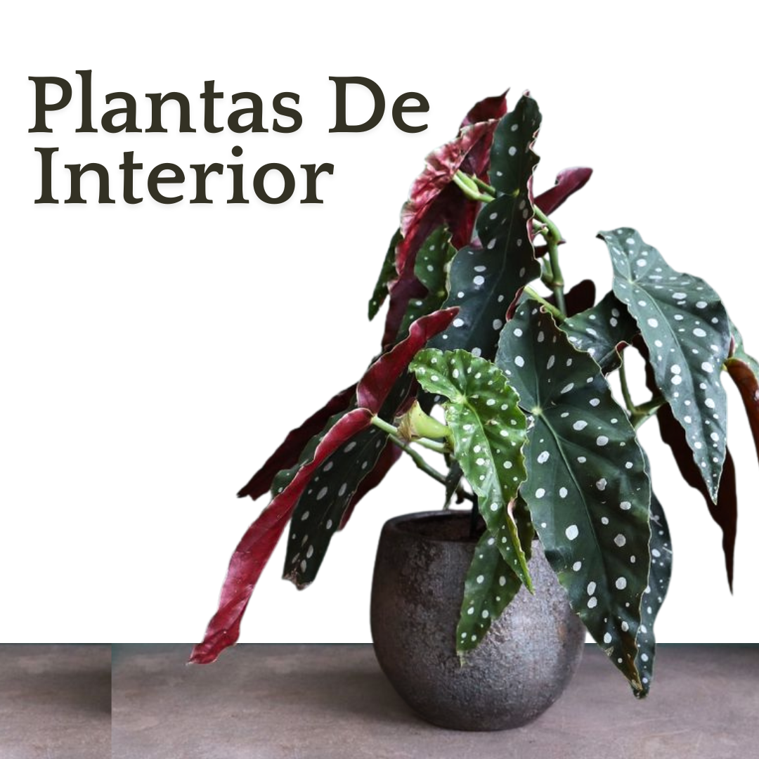 Plantas De Interior