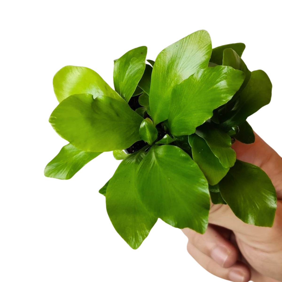 Asplenium nidus