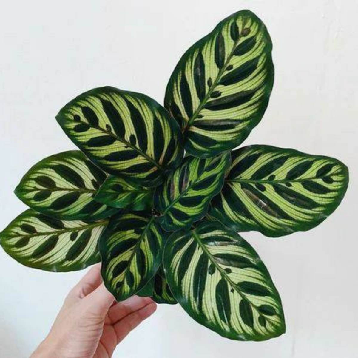 Calathea Makoyana