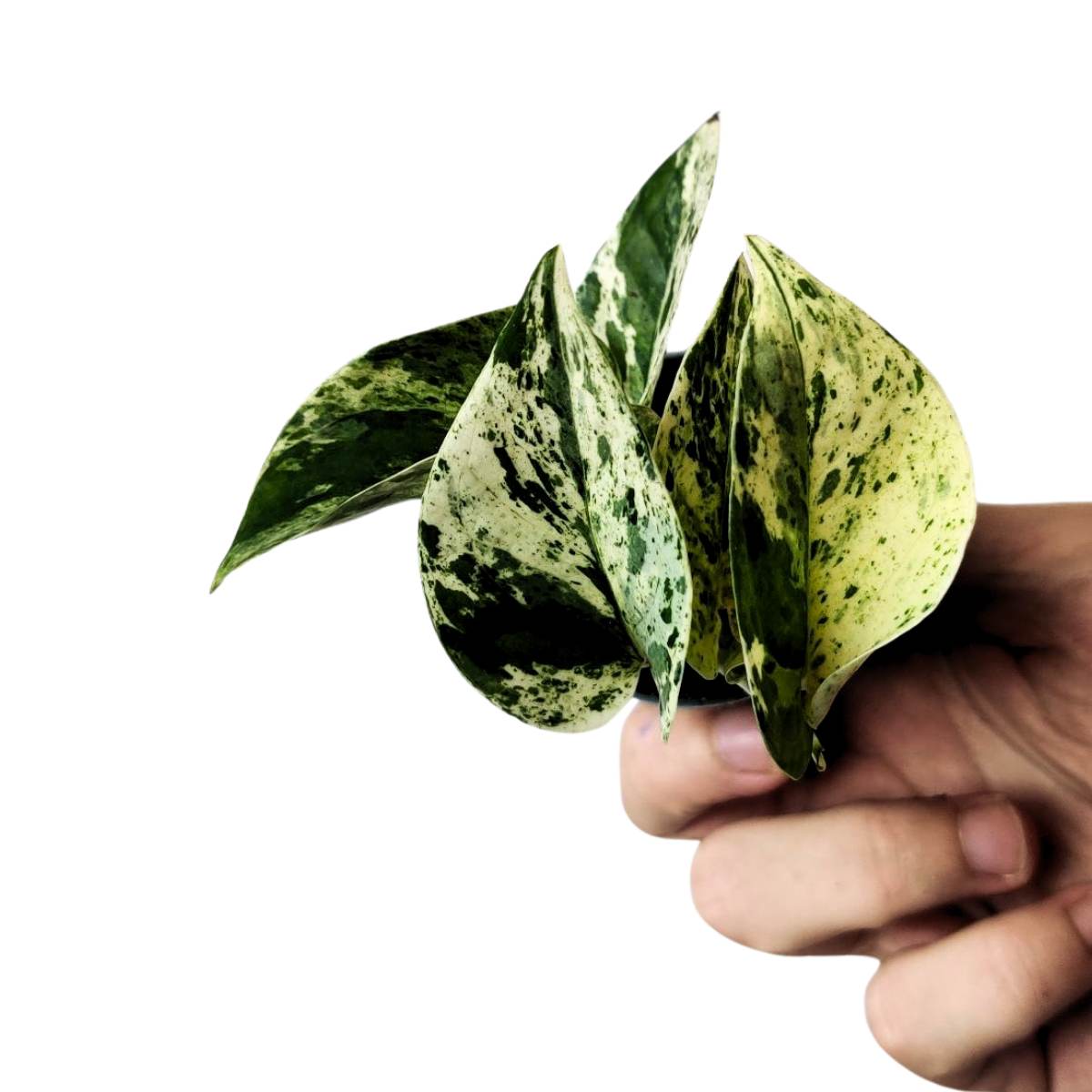 Marble Queen Pothos / Epipremnum Pinnatum