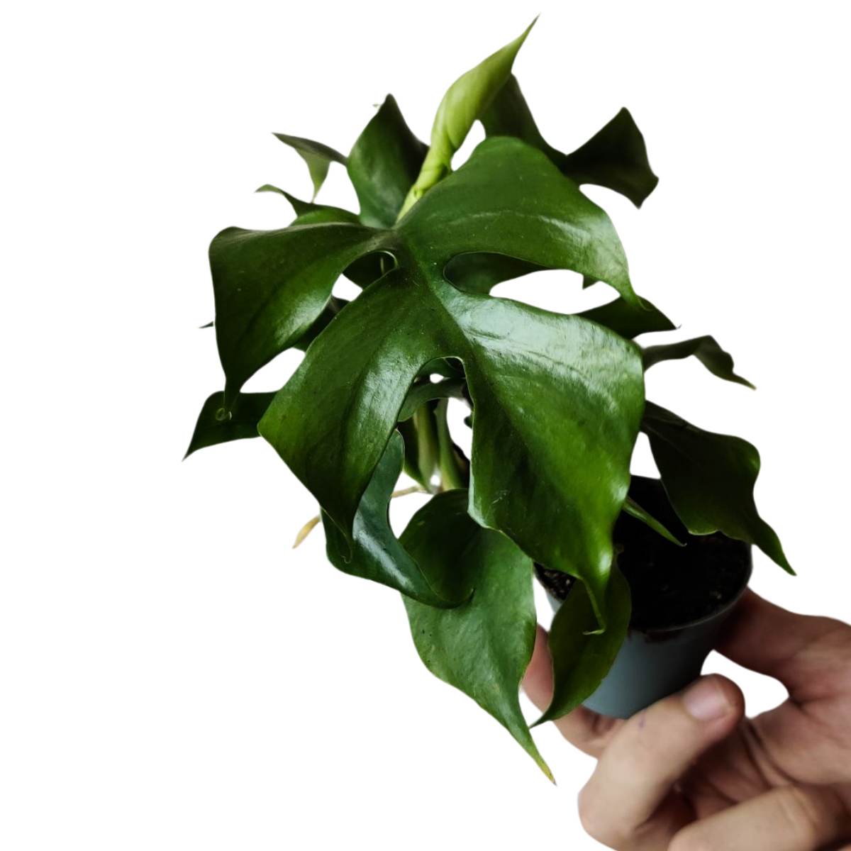 Philodendron Minima