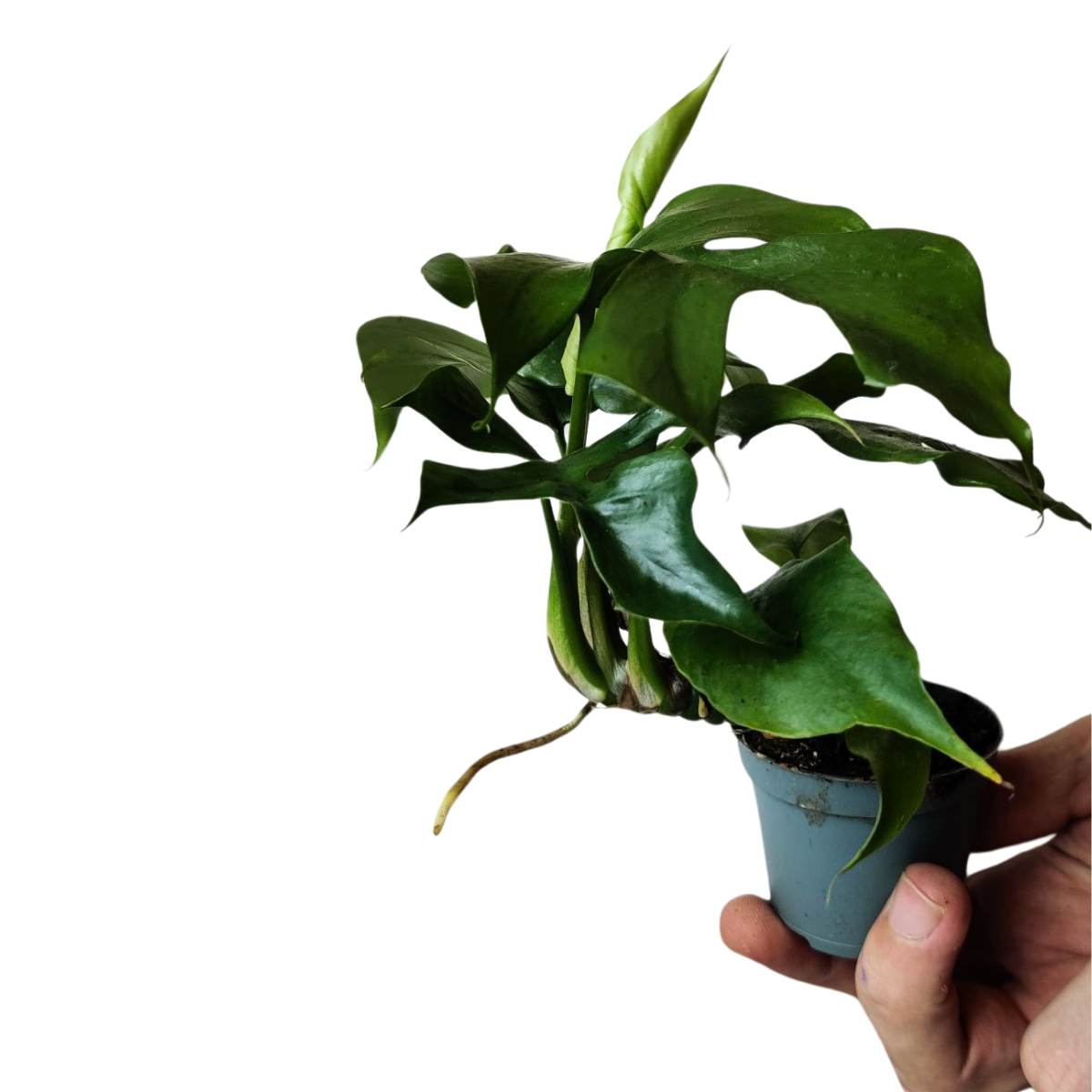 Philodendron Minima