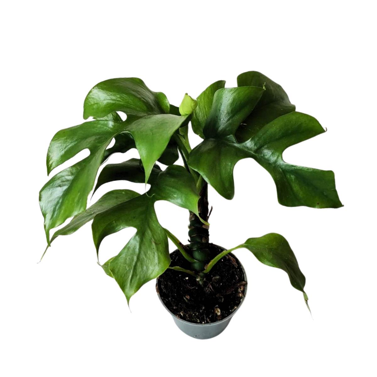 Philodendron Minima
