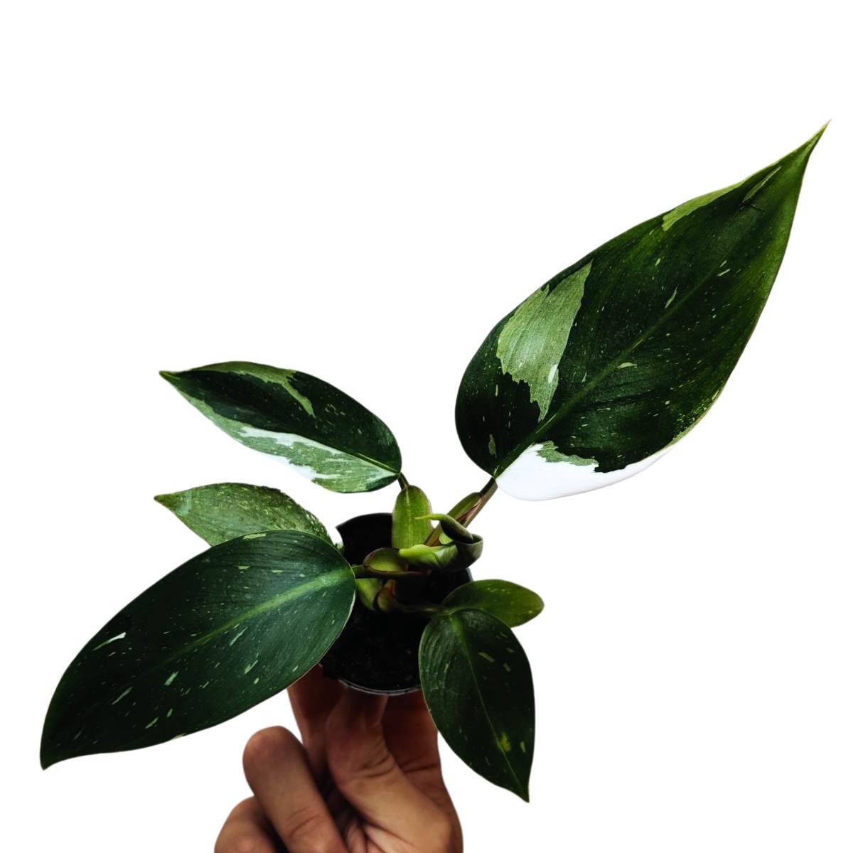 Philodendron White Princess