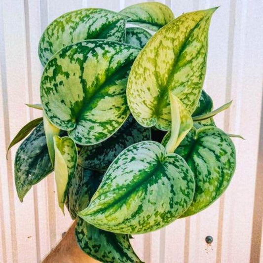 Philodendron Scandens 'Pictus' (Potos de saten)
