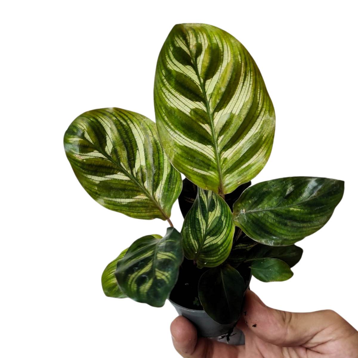 Calathea Makoyana