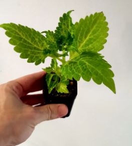 Coleus blumei