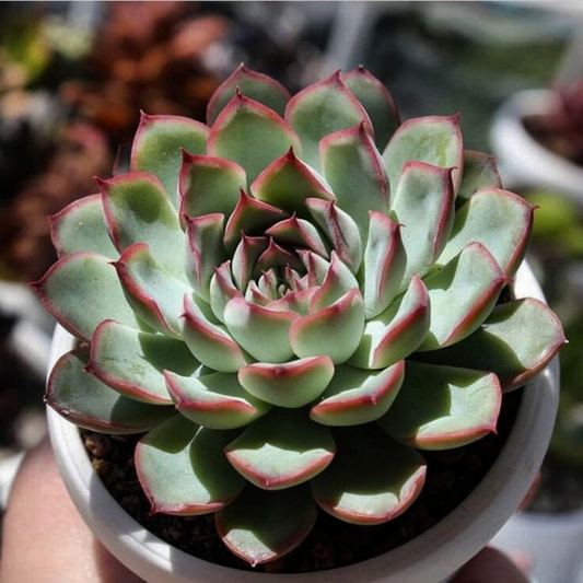 Echeveria de pulido