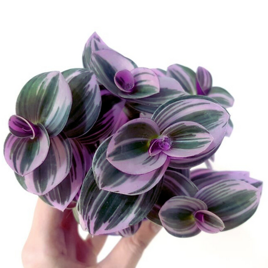 wandering jew nanouk lilac