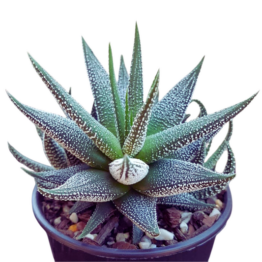 Haworthia Radula
