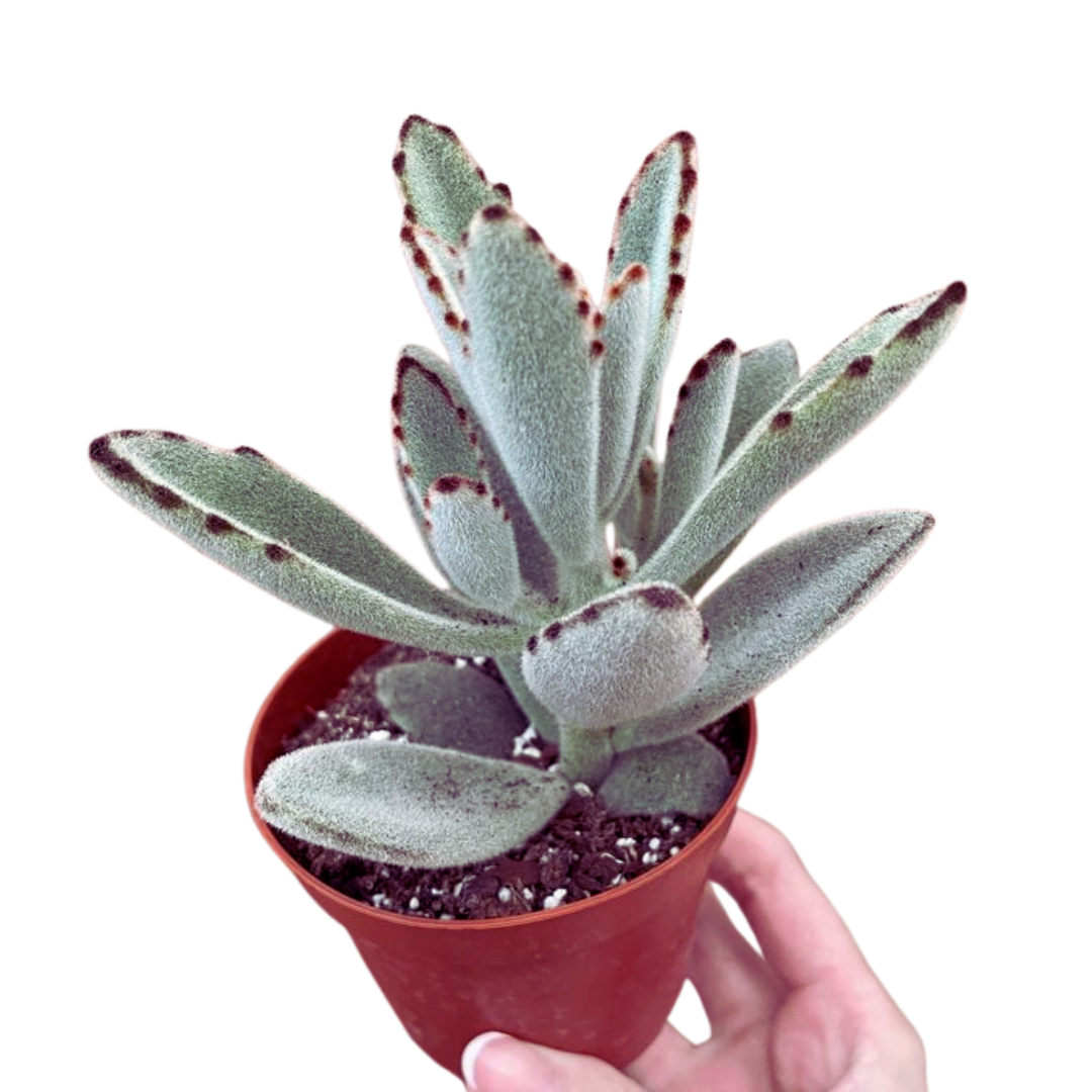 Kalanchoe Tomentosa