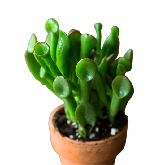 Gollum Jade