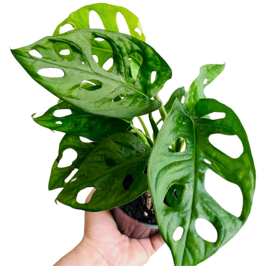 Monstera adensonni