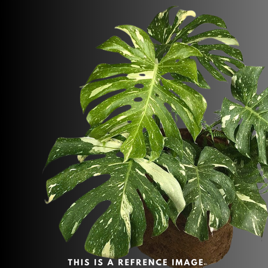 Monstera Thai Constellation