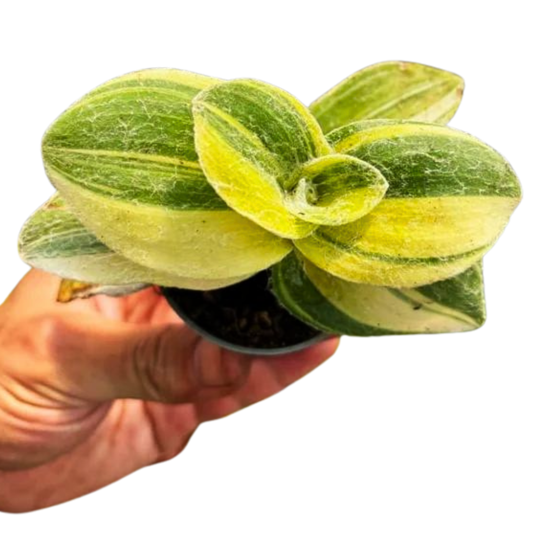 Tradescantia Sillamontana Variegata
