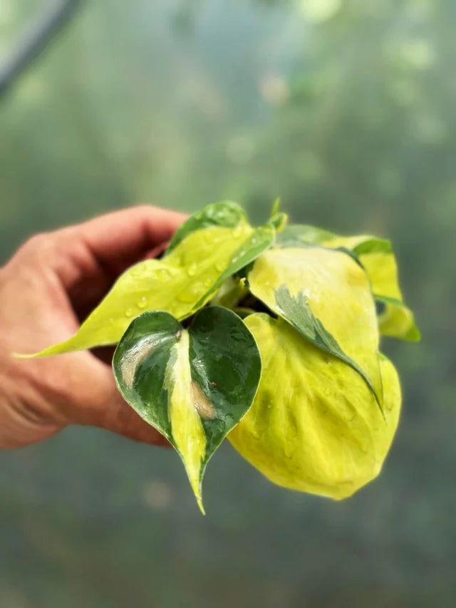 Philodendron heartleaf (potos Brasil)