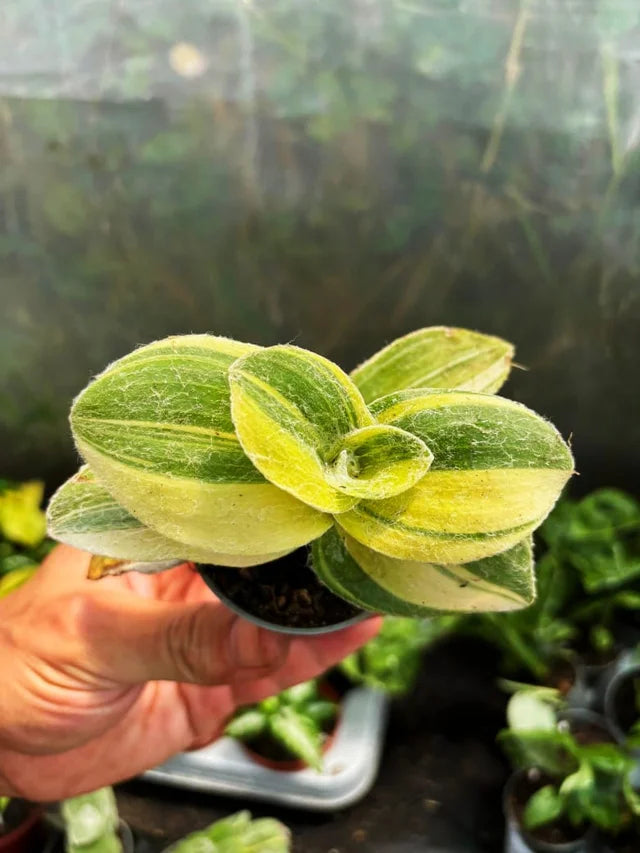 Tradescantia Sillamontana Variegata